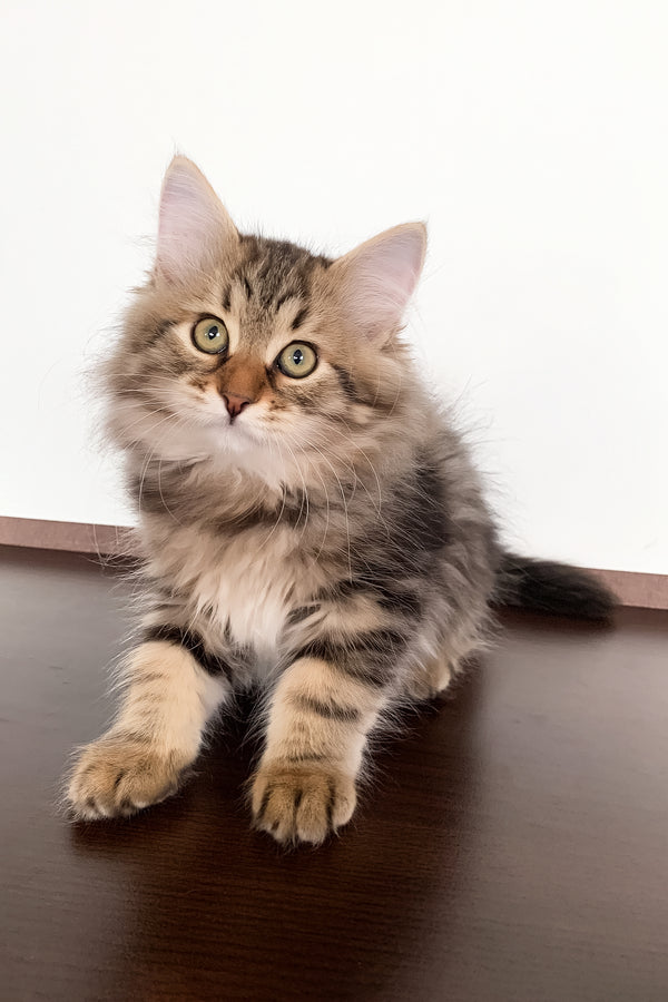Sophia | Siberian Kitten