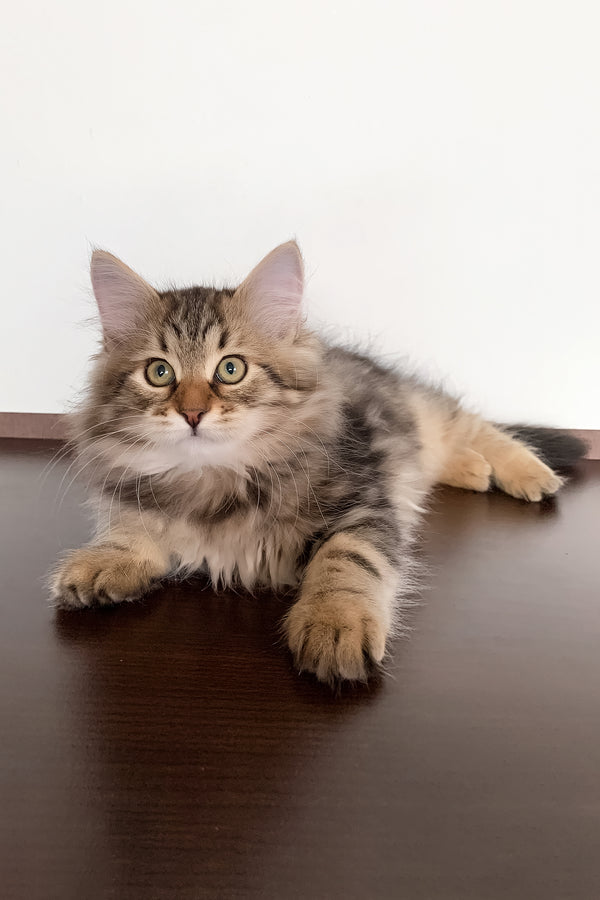 Sophia | Siberian Kitten