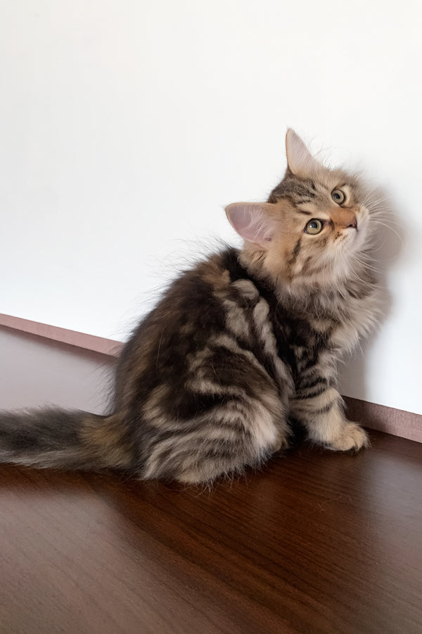 Sophia | Siberian Kitten