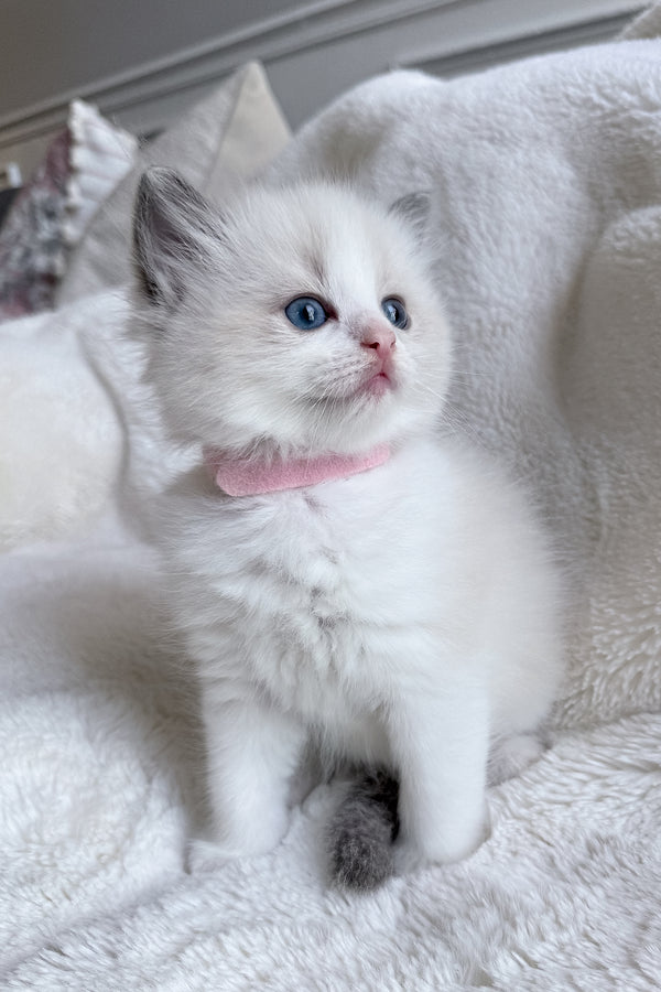 Sophie | Ragdoll Kitten