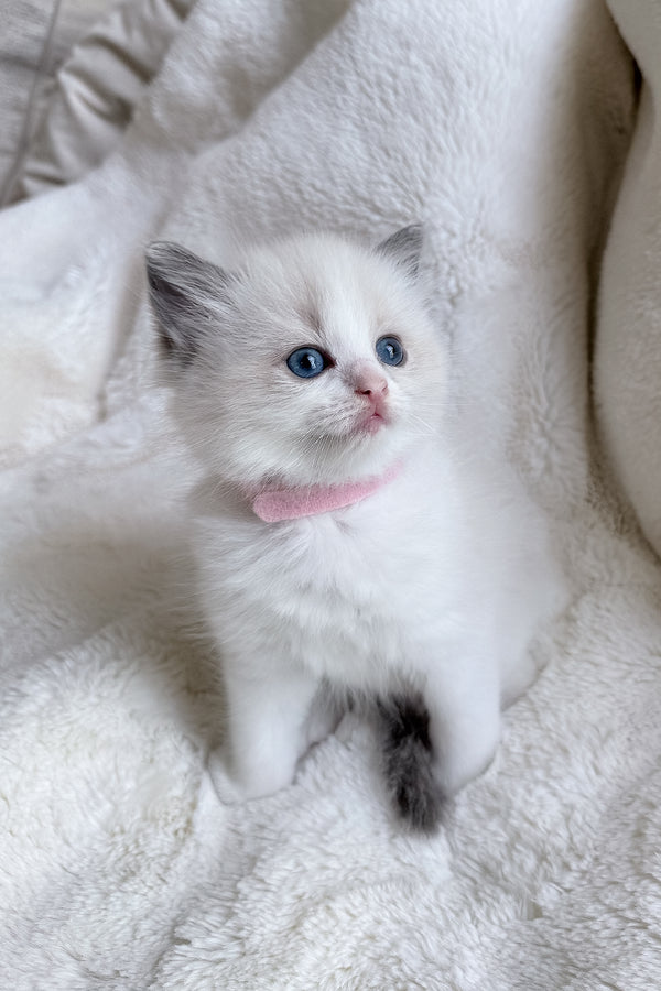 Sophie | Ragdoll Kitten