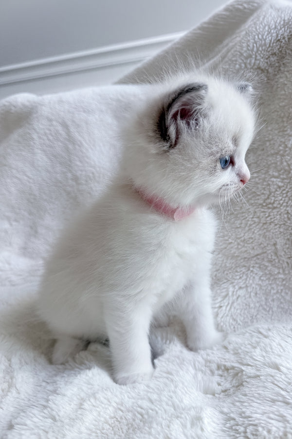 Sophie | Ragdoll Kitten