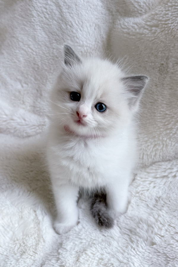 Sophie | Ragdoll Kitten