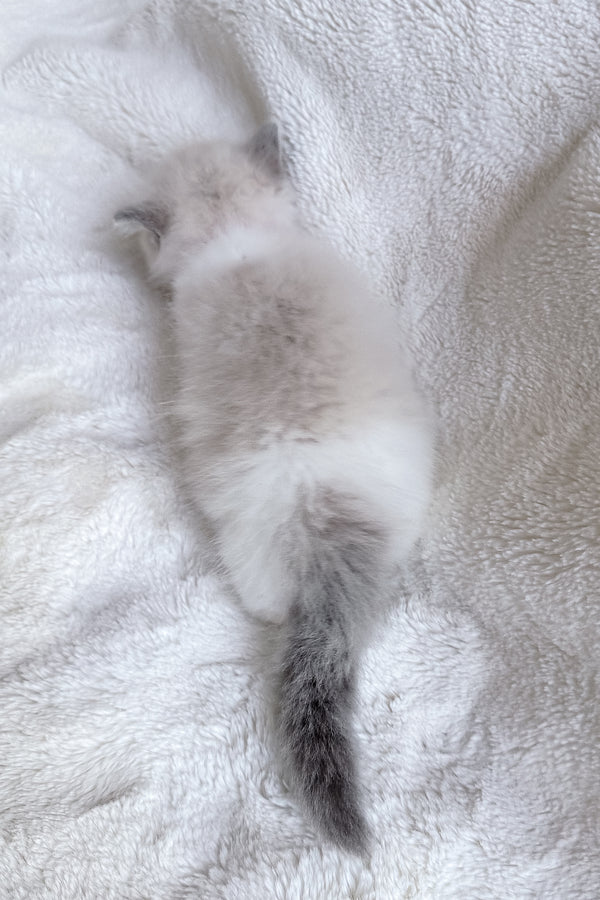 Sophie | Ragdoll Kitten