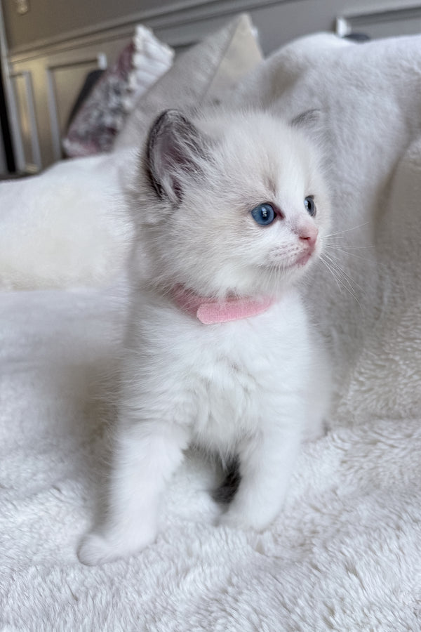 Sophie | Ragdoll Kitten