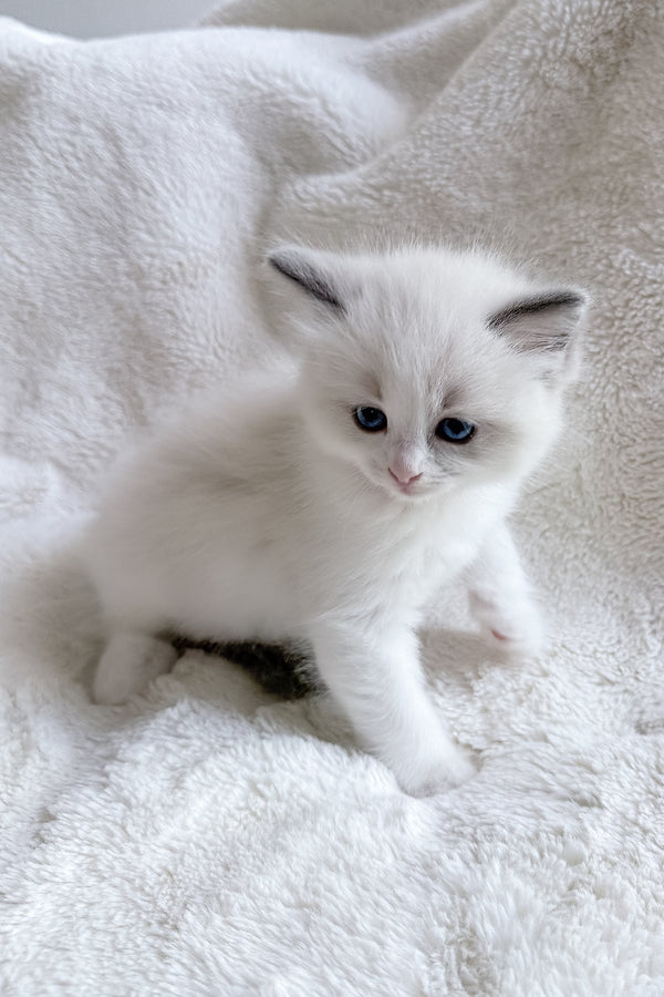 Sophie | Ragdoll Kitten