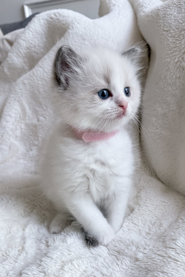 Sophie | Ragdoll Kitten