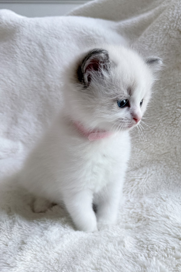 Sophie | Ragdoll Kitten