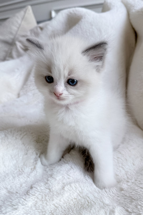 Sophie | Ragdoll Kitten