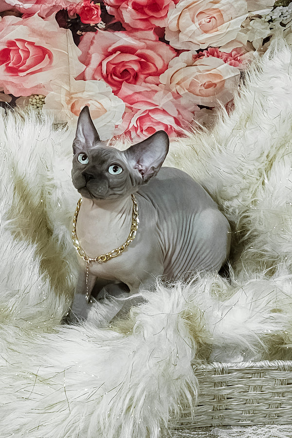 Spike | Sphynx Kitten