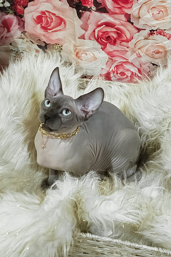 Spike | Sphynx Kitten