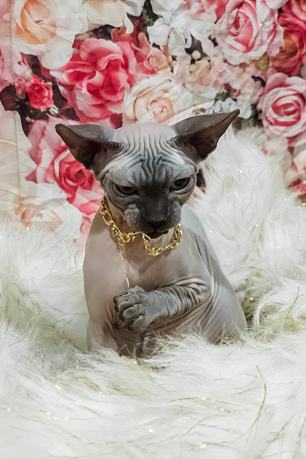 Spike | Sphynx Kitten