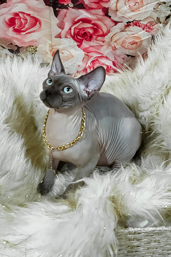 Spike | Sphynx Kitten