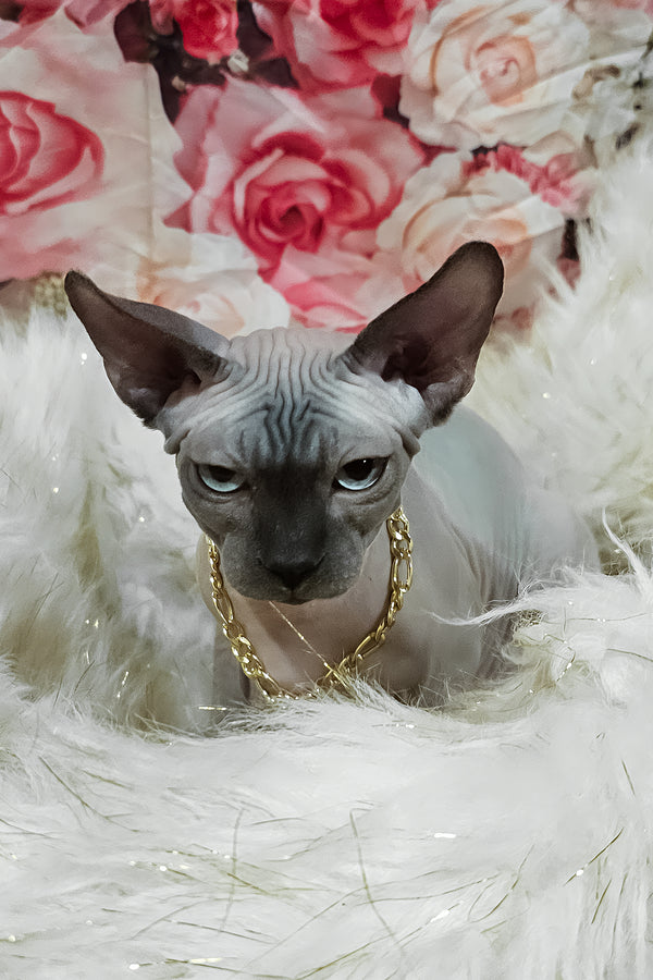 Spike | Sphynx Kitten