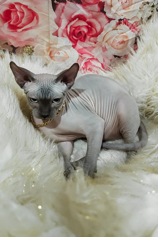 Spike | Sphynx Kitten