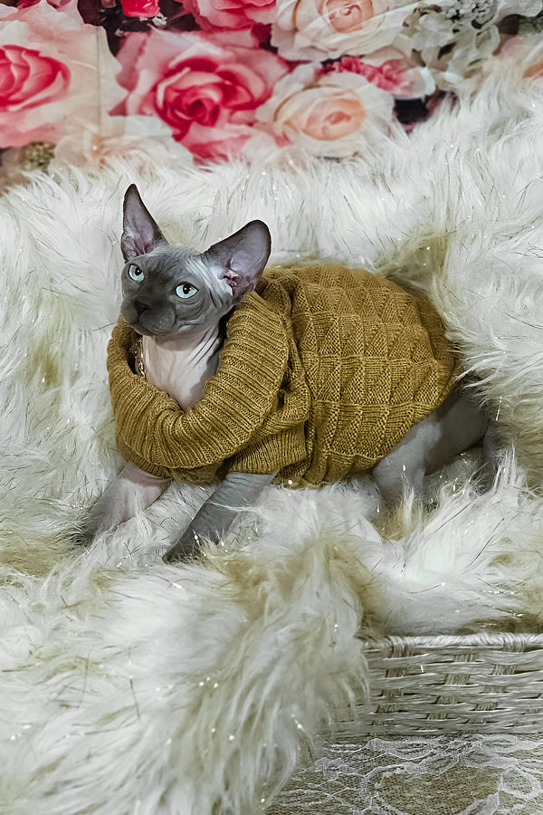 Spike | Sphynx Kitten