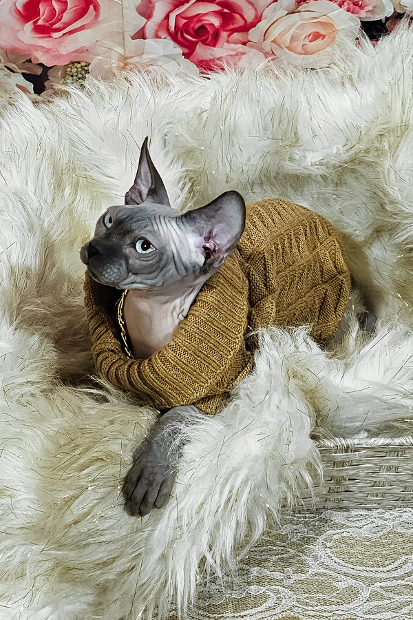 Spike | Sphynx Kitten