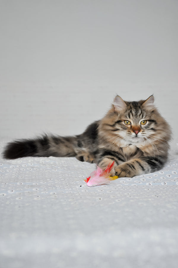 Stefan | Siberian Kitten