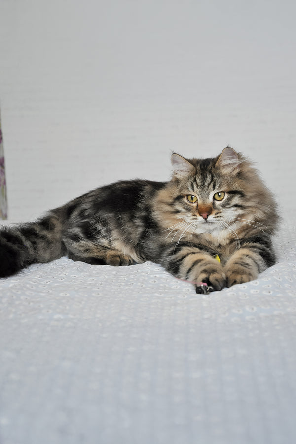 Stefan | Siberian Kitten