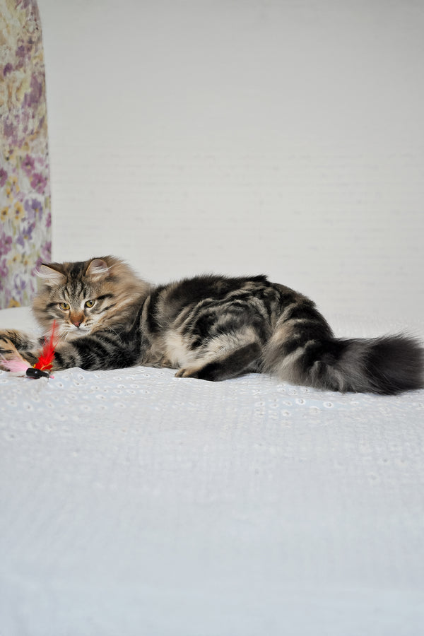 Stefan | Siberian Kitten