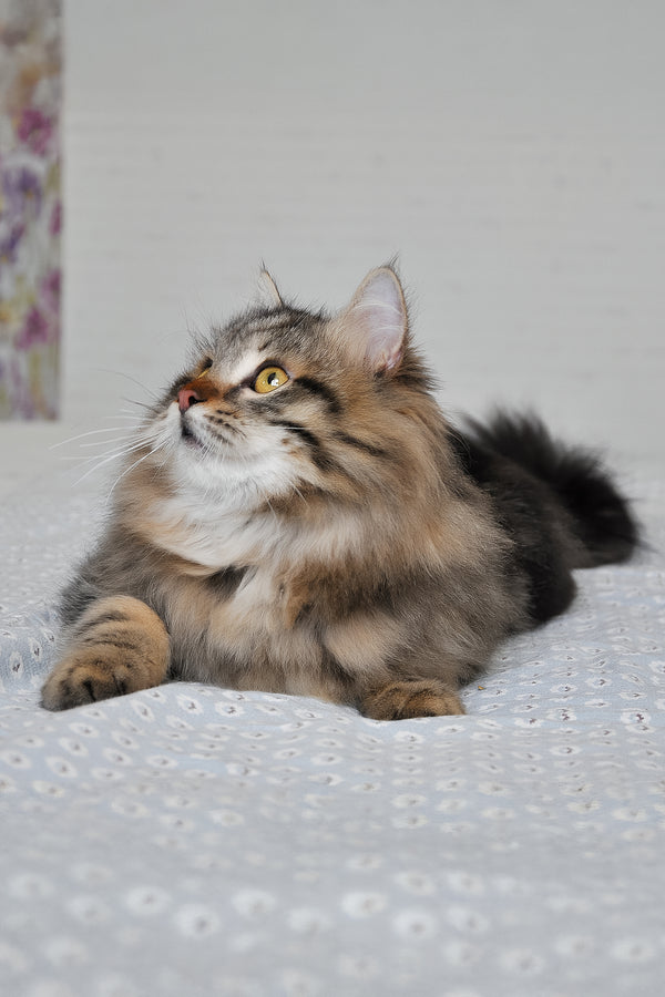 Stefan | Siberian Kitten