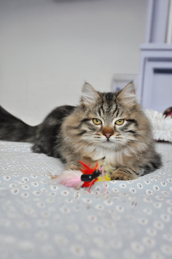 Stefan | Siberian Kitten