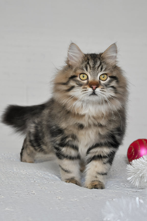 Stefan | Siberian Kitten