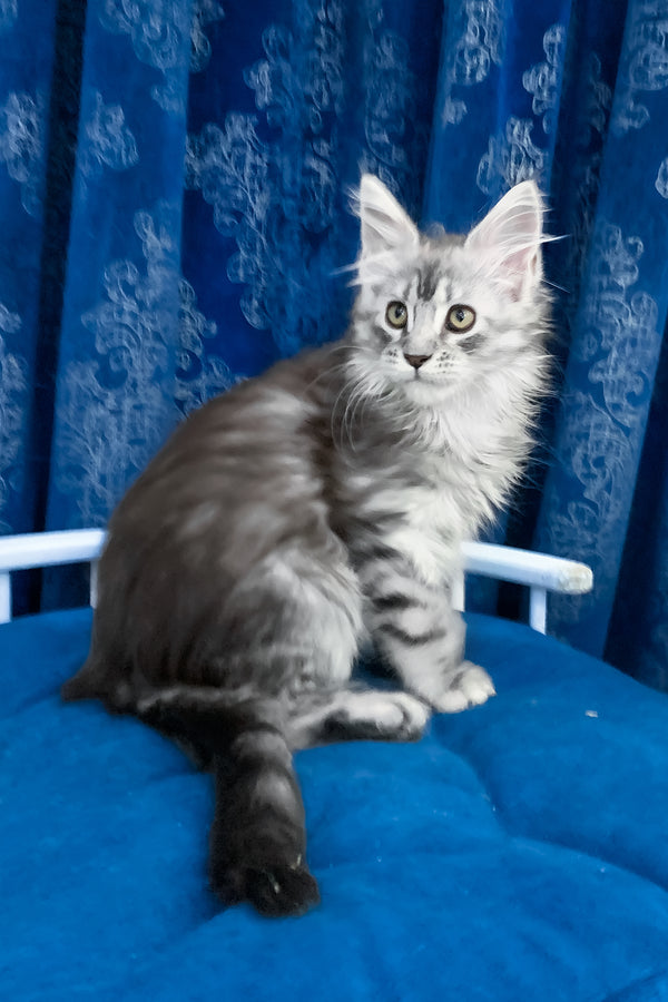 Sandra | Maine Coon Kitten