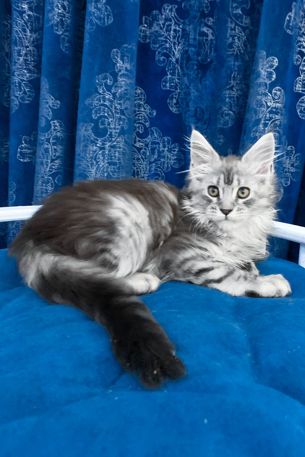 Sandra | Maine Coon Kitten