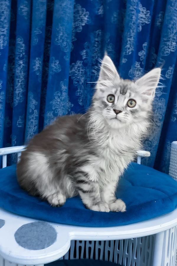 Sandra | Maine Coon Kitten