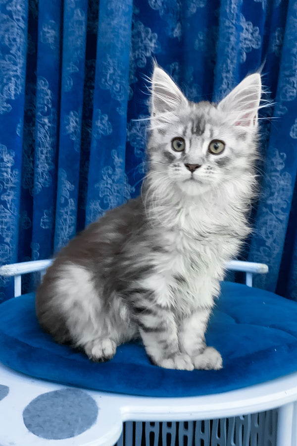 Sandra | Maine Coon Kitten