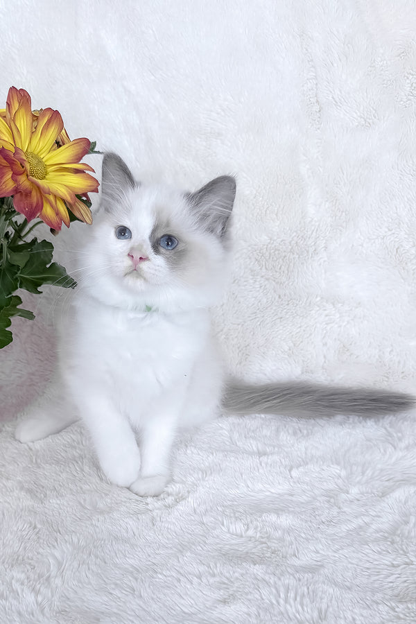 Stella | Ragdoll Kitten