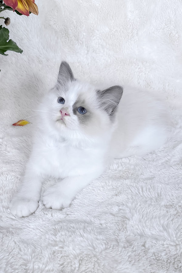 Stella | Ragdoll Kitten
