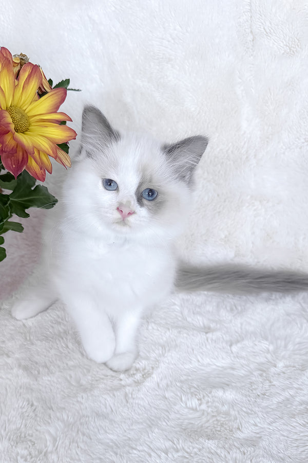Stella | Ragdoll Kitten