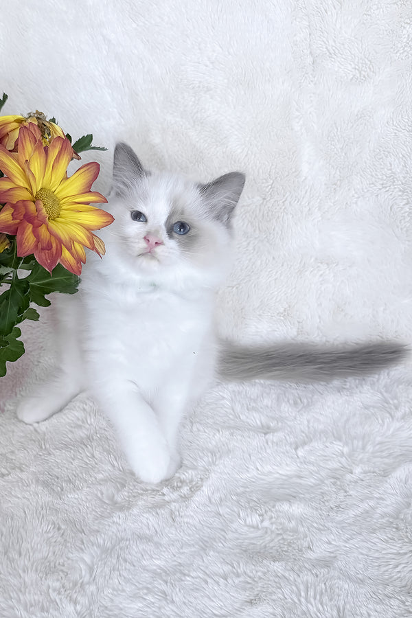 Stella | Ragdoll Kitten