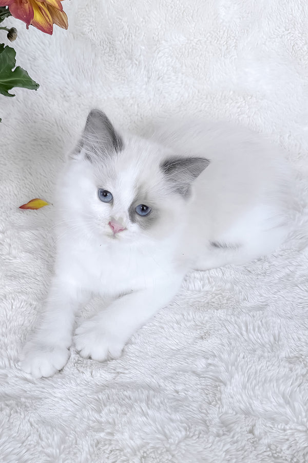 Stella | Ragdoll Kitten