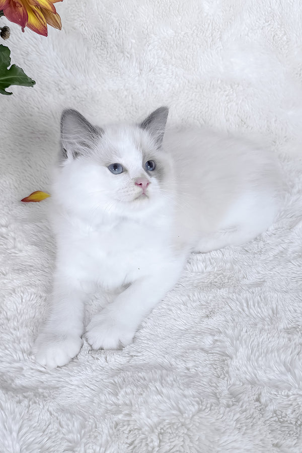 Stella | Ragdoll Kitten