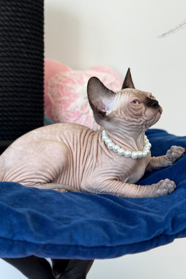Stella | Canadian Sphynx Kitten