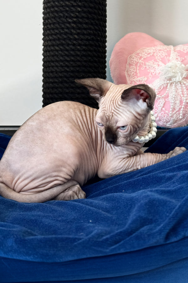 Stella | Canadian Sphynx Kitten