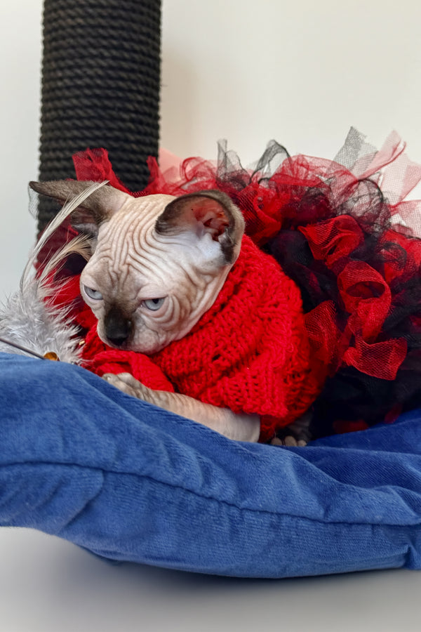 Stella | Canadian Sphynx Kitten