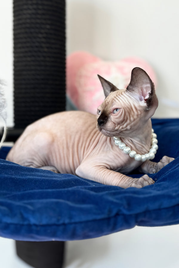 Stella | Canadian Sphynx Kitten