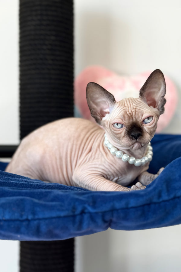 Stella | Canadian Sphynx Kitten