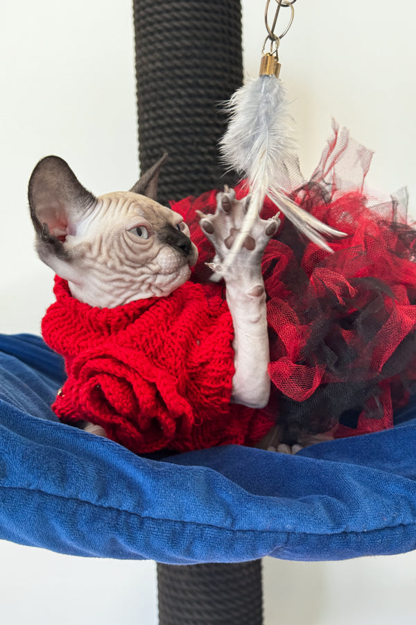 Stella | Canadian Sphynx Kitten