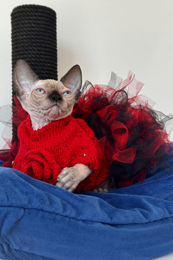 Stella | Canadian Sphynx Kitten