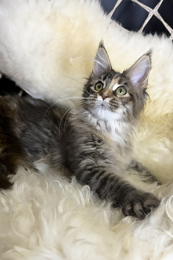 Stella | Maine Coon Kitten