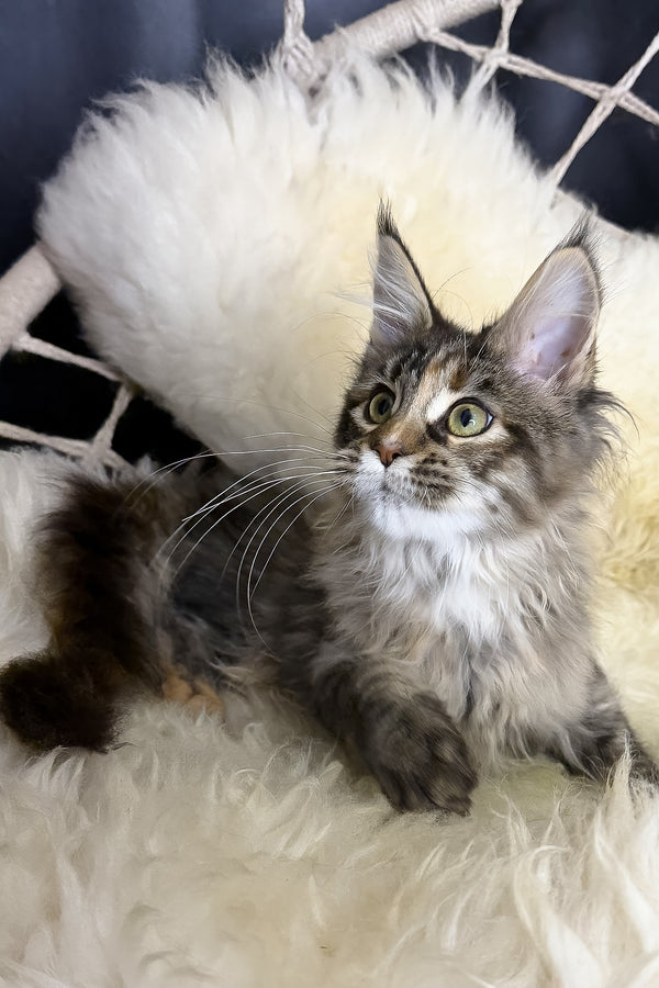 Stella | Maine Coon Kitten