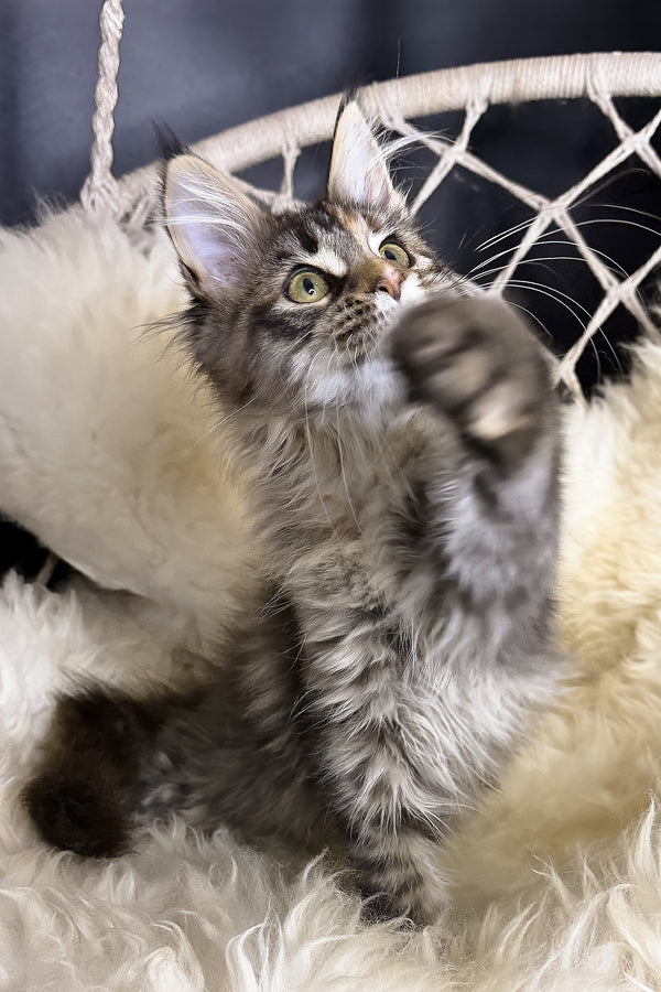 Stella | Maine Coon Kitten