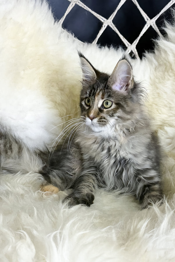 Stella | Maine Coon Kitten