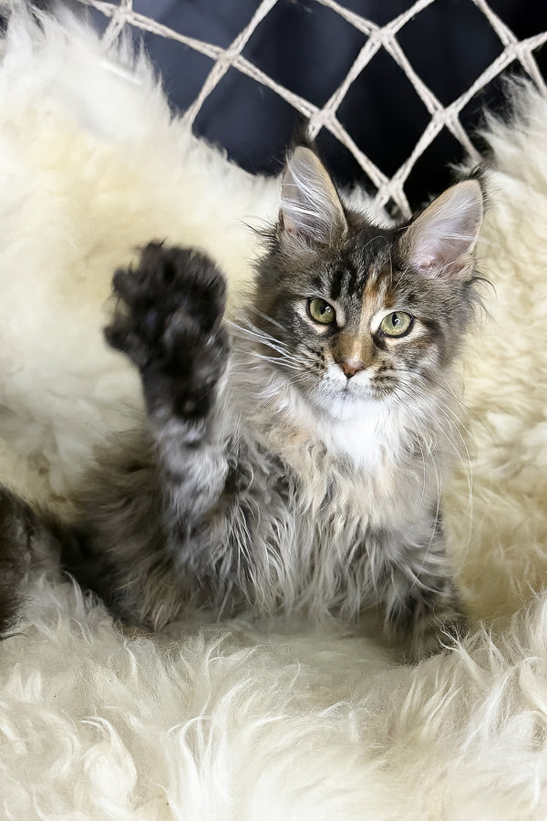 Stella | Maine Coon Kitten