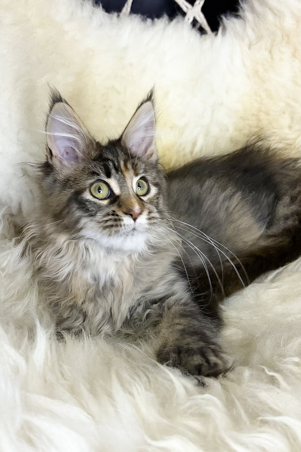Stella | Maine Coon Kitten